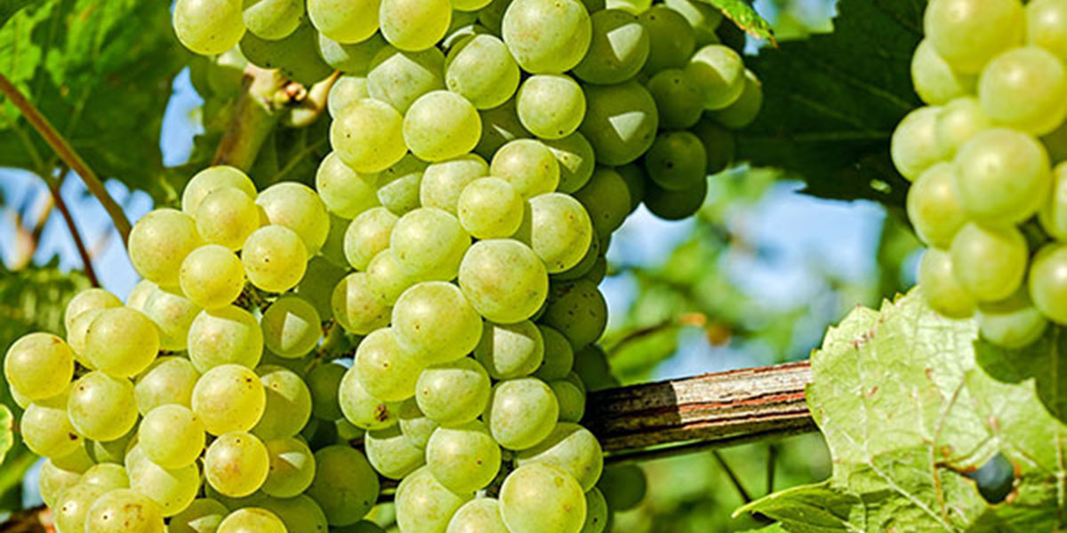 Uva da tavola, produzione mondiale in crescita 